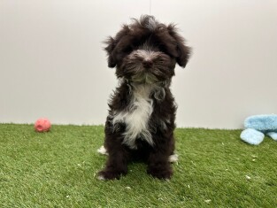 Bichon Havanais male 002101659