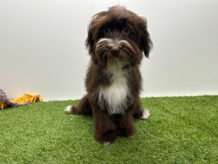 Bichon Havanais male 002101659
