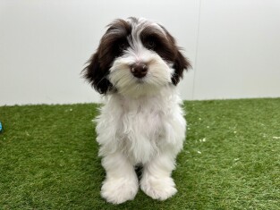 Bichon Havanais male 002101663