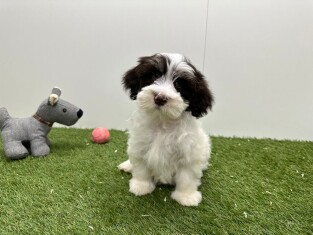 Bichon Havanais male 002101663