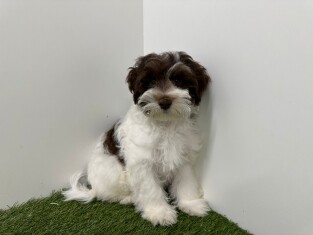 Bichon Havanais male Chiot à vendre 002101664