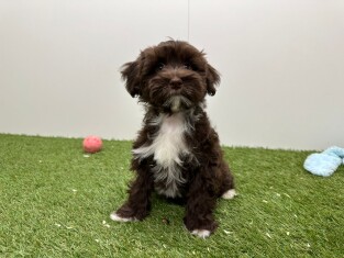 Bichon Havanais femelle 002101670