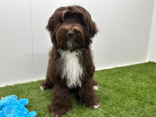 Bichon Havanais male 002101674