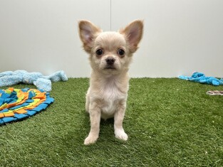 Chihuahua male Puppy for sale 002102166