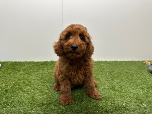 Poedel reu Abricot - PUP-ID 002102340 | Dierenhof Debrabandere