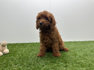 Poedel teefje Abricot - PUP-ID 002102341 | Dierenhof Debrabandere