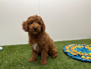 Poedel reu Abricot - PUP-ID 002102347 | Dierenhof Debrabandere