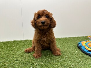 Poodle female Puppy for sale 002102350