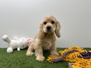 American Cocker Spaniel male Puppy for sale 002102887