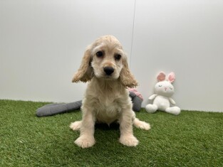 Cocker Americain femelle Beige - PUP-ID 002102893 | Dierenhof Debrabandere
