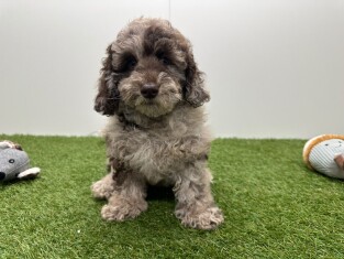 Caniche femelle Merle - PUP-ID 002103577 | Dierenhof Debrabandere