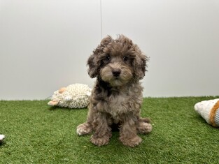 Poedel teefje Puppy te koop 002103581