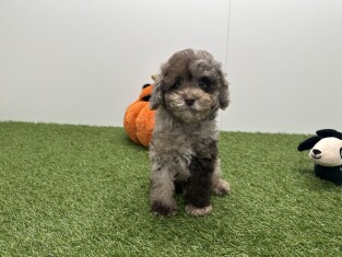 Poedel reu Chocolat Merle - PUP-ID 002104280 | Dierenhof Debrabandere