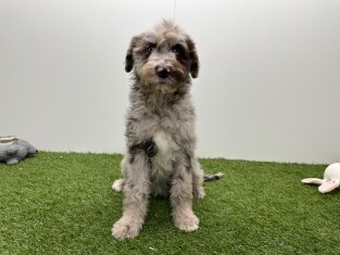 Bordoodle teefje Puppy te koop 002104400