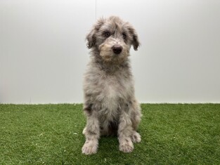 Bordoodle teefje Puppy te koop 002104401