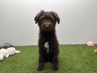 Bordoodle reu Puppy te koop 002104403