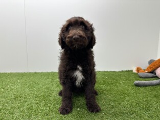 Bordoodle male Chiot à vendre 002104405