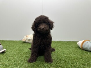 Poodle female Puppy for sale 002104406