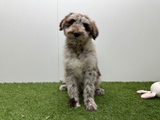 Bordoodle reu Puppy te koop 002104407
