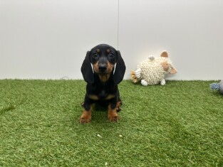 Teckel femelle Chiot à vendre 002104408
