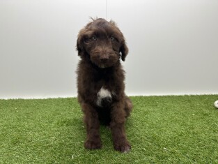 Bordoodle reu Puppy te koop 002104411