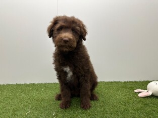 Bordoodle reu Puppy te koop 002104412