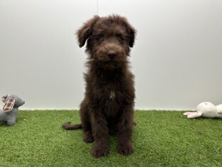 Bordoodle reu Puppy te koop 002104413