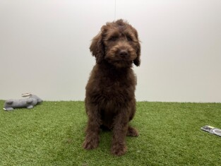 Labradoodle male Chiot à vendre 002104458