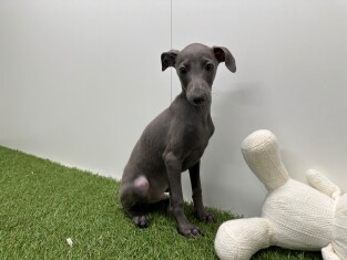 Italiaans Windhondje reu Puppy te koop 002104460