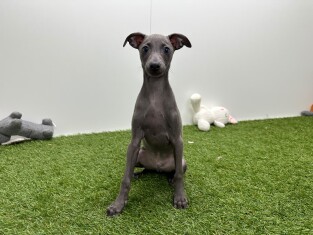 Italiaans Windhondje reu Puppy te koop 002104462