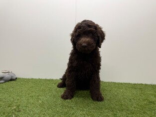 Labradoodle male Chiot à vendre 002104464