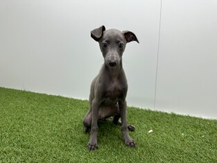 Italiaans Windhondje reu Puppy te koop 002104469