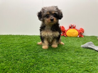 Maltipoo femelle Chiot à vendre 002324016