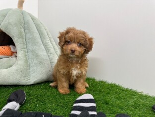Maltipoo female Puppy for sale 002324019