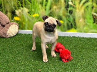Pug male Puppy for sale 002367935