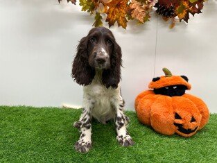 Engelse Cocker Spaniel reu Puppy te koop 002726643