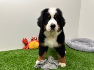 Bernese Mountain Dog male 002755020