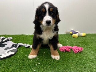 Berner Sennen reu 002755306