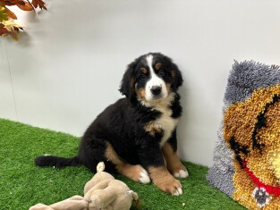 Bernese Mountain Dog female 002795712