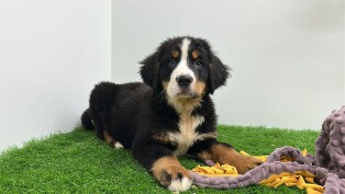 Bernese Mountain Dog male 002795720