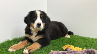 Bernese Mountain Dog female 002796362