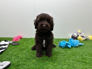 Cockapoo male Chiot à vendre 003129774