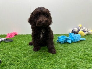 Cockapoo male Chiot à vendre 003129775