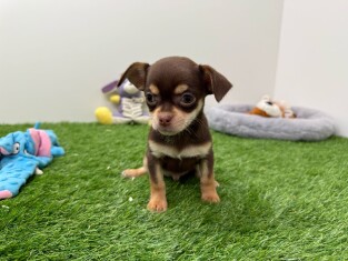 Chihuahua male 003135225