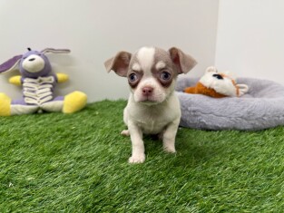 Chihuahua male 003135226