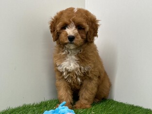 Maltipoo reu Puppy te koop 003135229