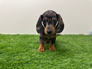 Teckel reu Puppy te koop 003135235