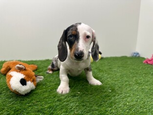 Teckel teefje Puppy te koop 003135236