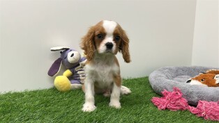 Cavalier King Charles Spaniel reu 003135483