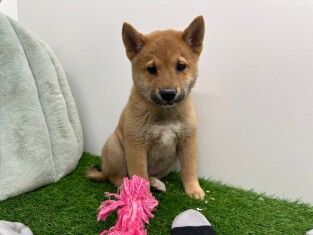 Shiba Inu male Chiot à vendre 003135486